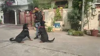 2 intelligent Rottweiler Training #rottweiler #dog #dogtraining #viralvideo #viral 