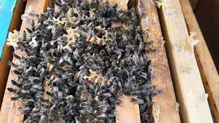Погода не для пчелиной зимовки🤯☀️🐝