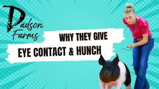 Why they give eye contact and hunch when they show pigs at a livestock show! #showpigs #pigs