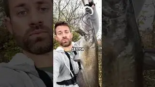 Рыбалка на реке Фокс в Иллинойсе 🎣 #рыбалка #рыболовнаяжизнь #рыболовныевидео #рыболовныйтур #рыб...