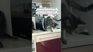 #Shorts #HungryCat #CatCheck #FunnyCat #FoodInspector #КошачьяПроверка #КотГолоден #CatInMicrowave