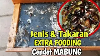 TAKARAN DAN JENIS EXTRA FOODING YANG BAGUS PADA SAAT CENDET MABUNG