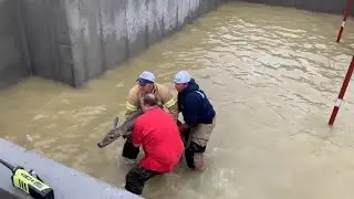 Firefighters Rescue Deer From Flooded Basement After Rainstorm