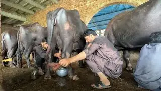 Live Milking on Iftikhar Dairy Farm, Punjab, Pakistan #cow #farming #buffalo