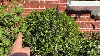 Der Buchsbaum (Japanische Stechpalme oder ilex) der kunstvolle Freund im Garten und Vorgarten