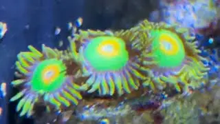 Zoanthid Frags