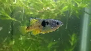 Goodeid Species Update: Skiffia multipunctata, Talking Conservation & Gravid Females!