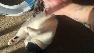 cute fluffy cat belly getting tickled whilst sunbathing