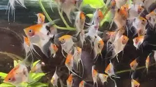 scalari koi allevamento