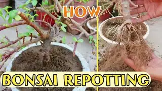 Jade plant Bonsai | How to repot jade bonsai | jade bonsai basics 2021 | aaa tricks