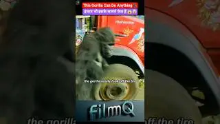This Gorilla Can Do Anything! 🦍 Even humans fail in front of it 😱🤯#shorts #viral #movie