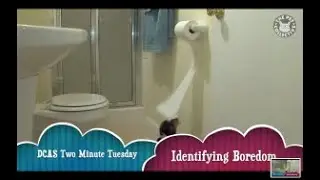 Identifying Boredom: A Two Minute Tuesday Presented by DuPage County Animal Services