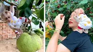 Mother and monkey Puka go to pick fruit in the garden