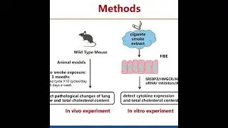 Cholesterol enhances cigarette smoke-induced inflammation &ndash; Video abstract [495306]