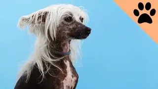 Ugliest Dog Breeds