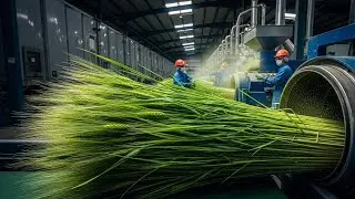 From Barley Grass to Barley Grass Powder: The Complete Growing and Drying Process