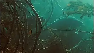 FISHMINE 4. évad – Weissensee trailer | 4K természetfilm – Csúcsok alatt