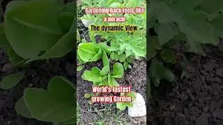 World's fastest growing Garden Miracle hack Viral#viral#gardening#viral