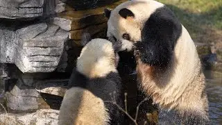 搬到碧峰峡熊猫基地的盼青一家 260117 #panqing #雅安碧峰峡熊猫基地