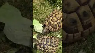 Turtles/tortoise  enjoy the sun #shorts #turtle #turtles #Tortoise