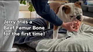 Jerry tries a Beef Femur Bone from Darwin's Natural Pet Products for the first time!