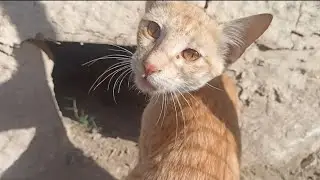 Cat Beautiful video 😻