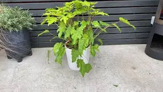 60cm Philodendron Xanadu Lemon | Rare House Plants | 27cm Pot | 60cm Height