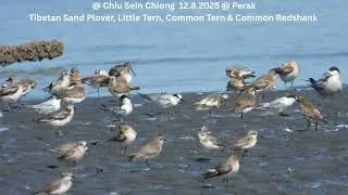 Tibetan Sand Plover, Little Tern, Common Tern & Common Redshank @ Chiu S C DSCN8185