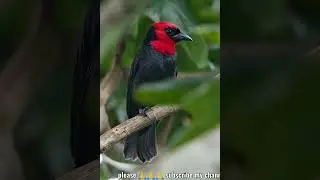 Crested malimbe #birds