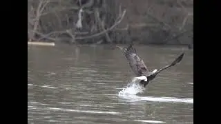 Eagles, fishing at Jordan Lake spillway