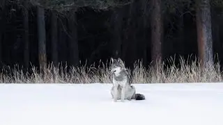 Wolf School 1: The role of ethics in understanding key conservation issues