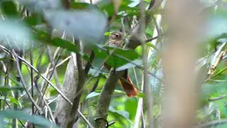 Ochre-Throated Foliage-Gleaner (Automolus ochrolaemus) singing, French Guiana