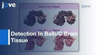 High Sensitivity 5-hydroxymethylcytosine Detection In Balb/C Brain Tissue l Protocol Preview