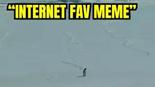 The Penguin That Chose Mountains Over Survival...