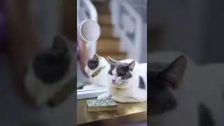 Fenchilin 15bulbs vanity lighted BT speaker mirror with Cat #pets #homedecor #beauty#fenchilinmirror