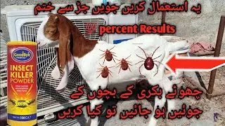 Bakri k Bachon ki Mites Ho Jain to Kia Karen |Killer Powder Goat Baby | Bilal Aleem Goat fram
