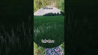 mithilanchal village life #mithila #travel #village #vlog