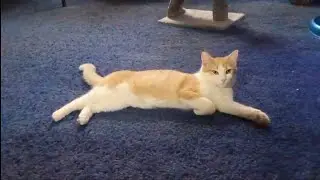 Cute Cat Lounging Around