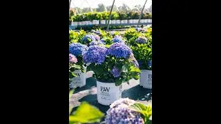Wholesale Plants: What's Shipping Now July 21, 2023