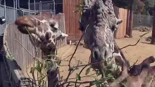 East Bay arborists help keep giraffes at Oakland Zoo well-fed