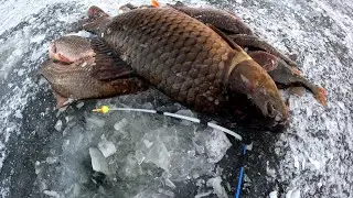 карась та короп сазан на зимовій риболовлі з криги на бічний кивок