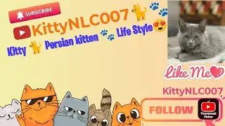 #kitty #persiancat #kitten #cat #catmemes #catvideos #cats #catlovers #kittenlove #viral #trending