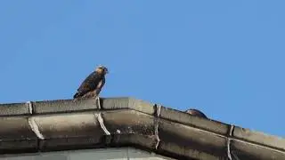 two Peregrine Falcon fledglings, 1 calling