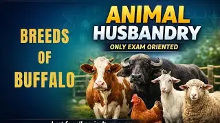 Breeds of Buffalo | भैंसों की नस्लें | Animal Husbandry | AFO, AGTA, UPSSSC, FCI, CUET PG