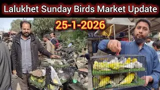 Sunday Birds Market Lalukhet Latest Update Part-2 26-1-2026 | world biggest birds market update