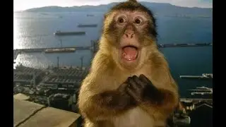 TRAILER LION KING(2019) AUGMENTED REALITY STUDIO