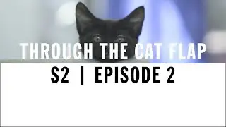 How To Reduce Stress In Cats | Though The Cat Flap | S2 | Episode 2