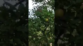 Squirrel apple thief