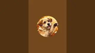 🐕pet house is live