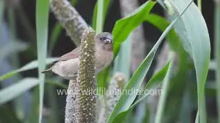 White-throated Munia or Indian Silverbill feeds on millet seed heads at wildfilmsindia Orchard Delhi